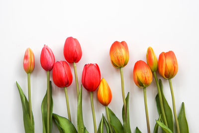 Close-up of tulips against white background