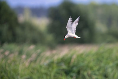 Seagull flying over a field