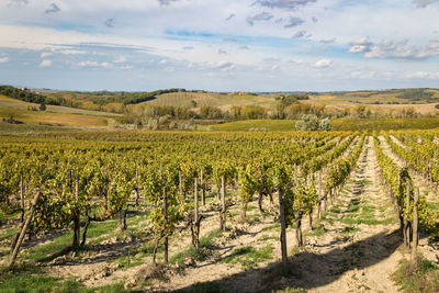 Scenic view of vineyard against sky