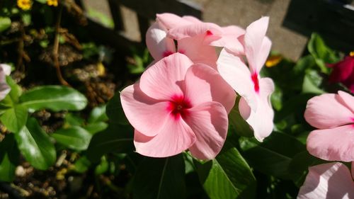 Close-up of pink cosmos blooming outdoors