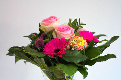 Close-up of pink roses against white background