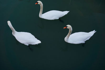 Side view of swans in calm water