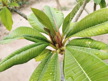 Close-up of green leaves