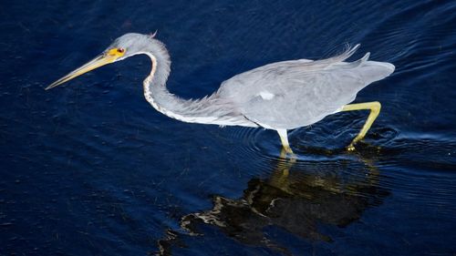 Close-up of bird in lake