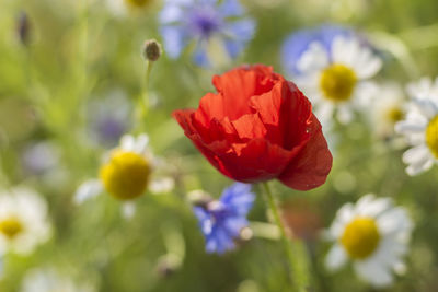 Close-up of flowers