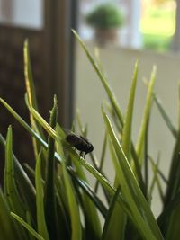 Close-up of insect on plant