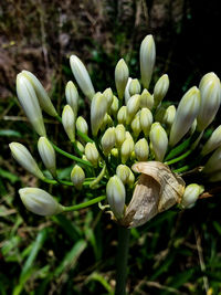 Close-up of white flowering plant