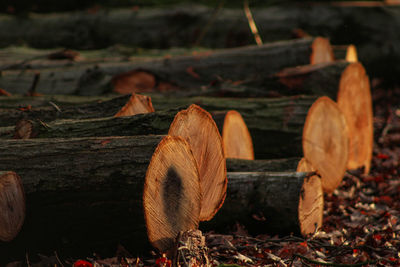 Close-up of logs in forest field