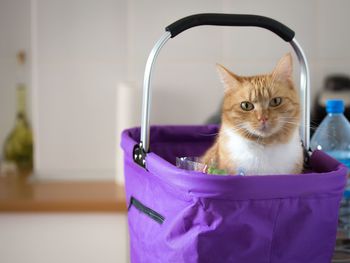 Portrait of cat in bag