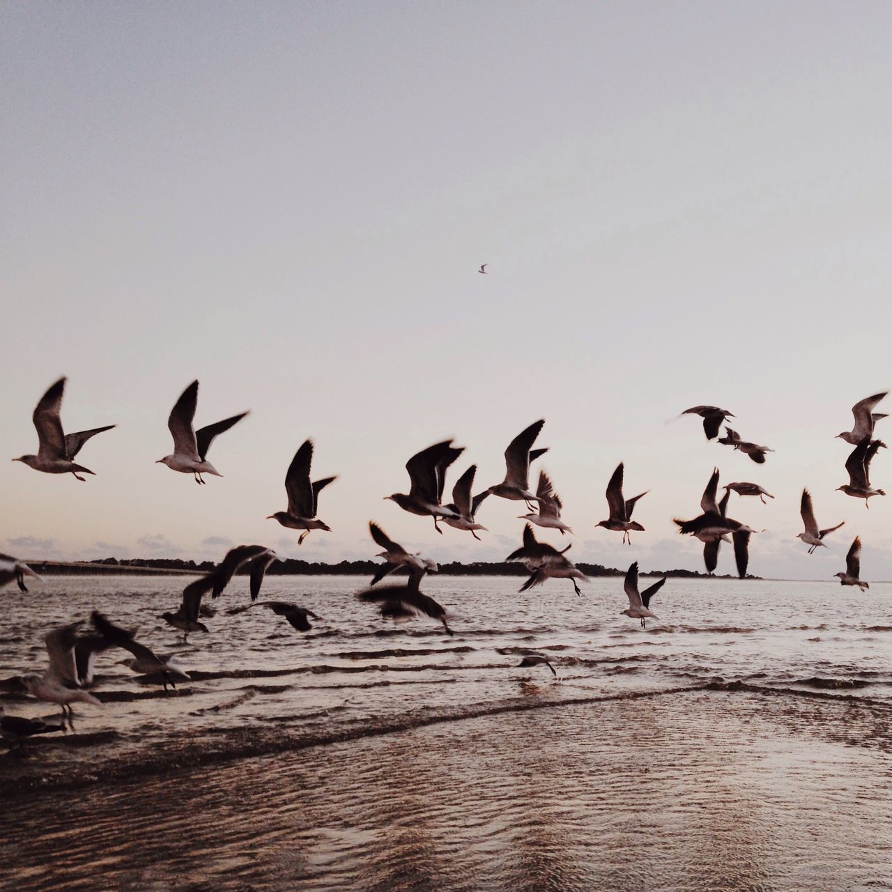 bird, animal themes, animals in the wild, wildlife, flock of birds, flying, medium group of animals, spread wings, nature, sky, vertebrate, togetherness, zoology, seagull, outdoors, beauty in nature, water, mid-air, no people