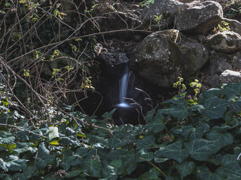 Water flowing through rocks in forest