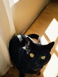 Close-up portrait of cat relaxing at home