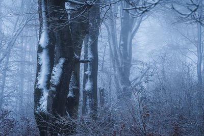 Trees in forest during winter