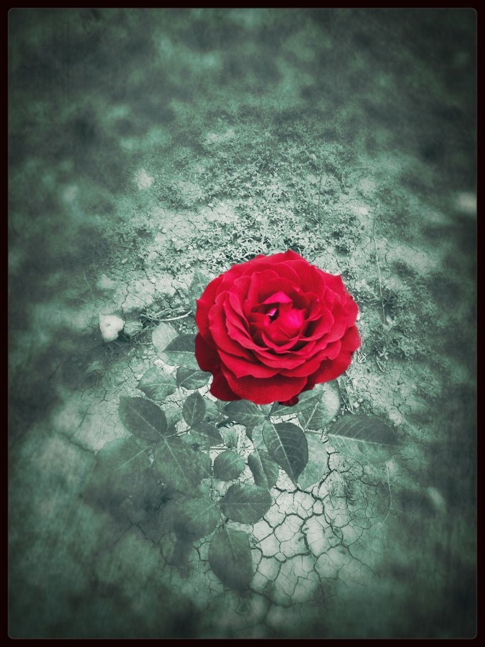 transfer print, red, flower, petal, auto post production filter, rose - flower, flower head, single flower, close-up, fragility, freshness, high angle view, beauty in nature, nature, water, rose, no people, single object, day, selective focus