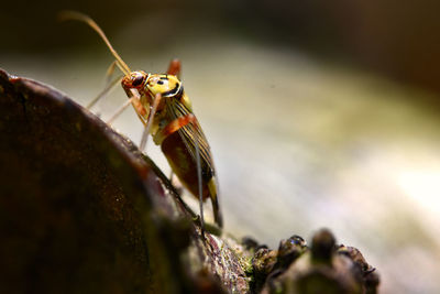 Macro shot of bee