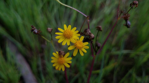 Close-up of yellow flowers blooming outdoors