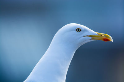 Close-up of seagull