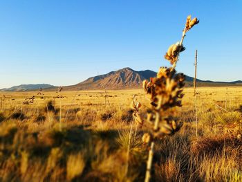 Cactus growing on field against clear blue sky