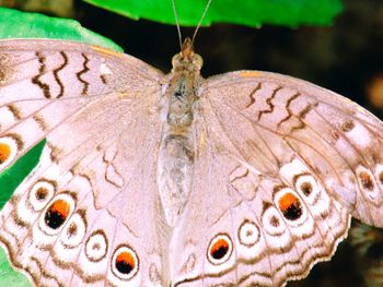 Close-up of butterfly on flower