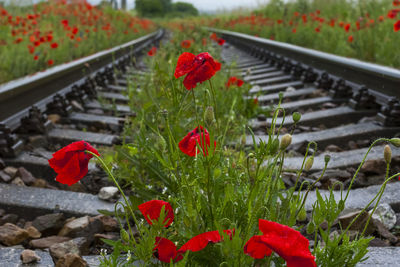 Close-up of red flowers on railroad track