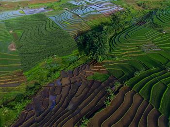 High angle view of agricultural field