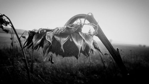 Plant growing on field