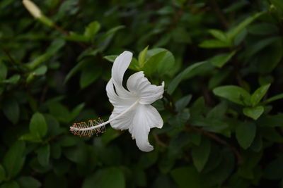 Close-up of white flowering plant