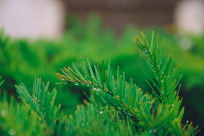 Close-up of plant growing on field