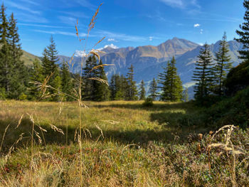 Scenic view of pine trees on field against sky