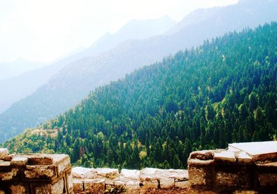 Trees in forest against mountains