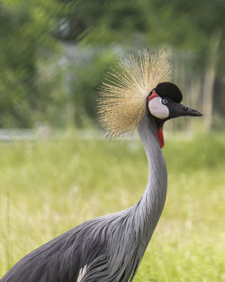 Close-up of grey crowned crane