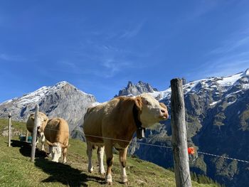 Cows over engelberg