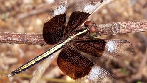 Close-up of dragonfly