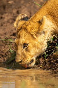 Close-up of lion cub bending to drink
