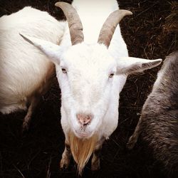 Sheep on field