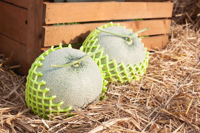 High angle view of fruits on plant