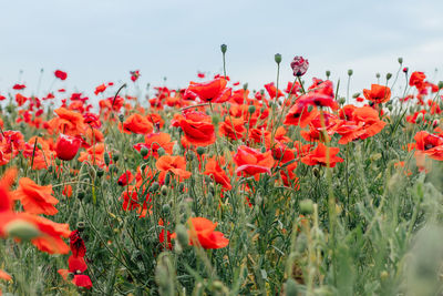 Close-up of red poppy flowers in field