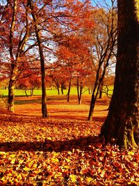 Autumn leaves on grassy field