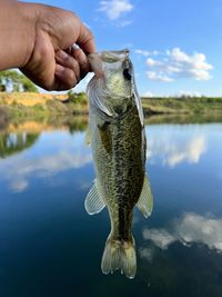 Cropped hand holding fish