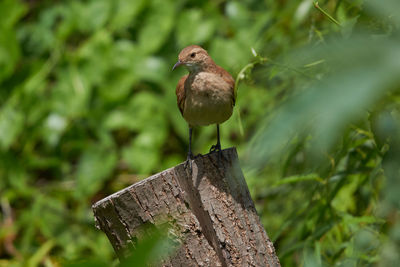 Close-up of bird perching on tree