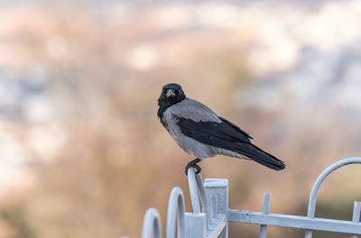 Close-up of bird perching on railing