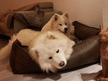 Dog resting on sofa at home