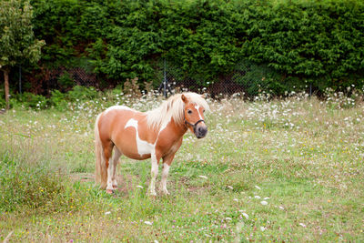 Horse standing in a field