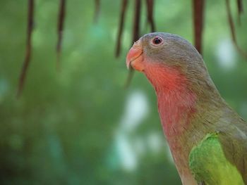 Close-up of parrot perching on tree