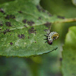 Close-up of insect on leaf