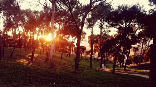 Sun shining through trees on field