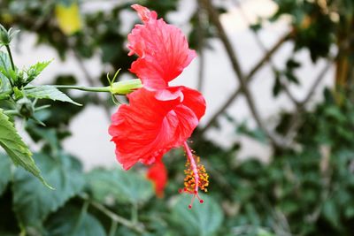Close-up of red hibiscus blooming outdoors