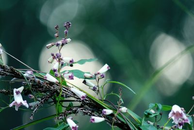 Close-up of flowering plant against blurred background