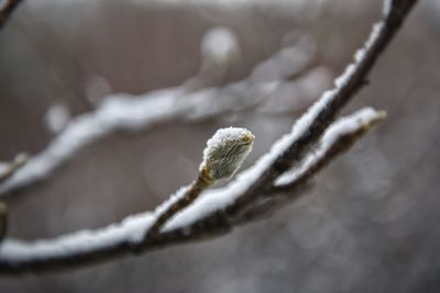 Close-up of frozen plant