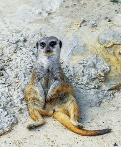 Portrait of lizard on rock